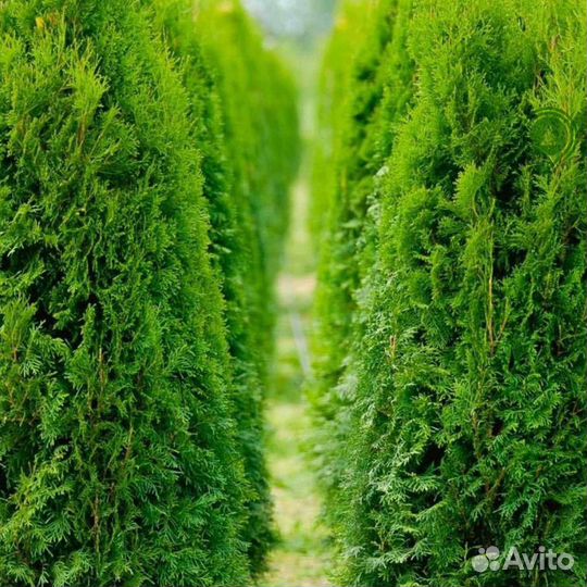 Туя с бесплатной доставкой