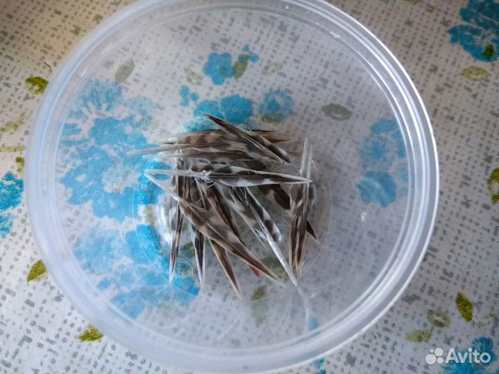 Перо вальдшнепа 