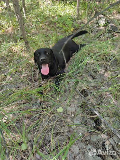 Кобель лабрадора вязка