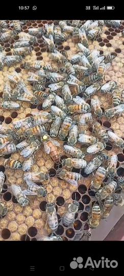 Продаю пчёлы