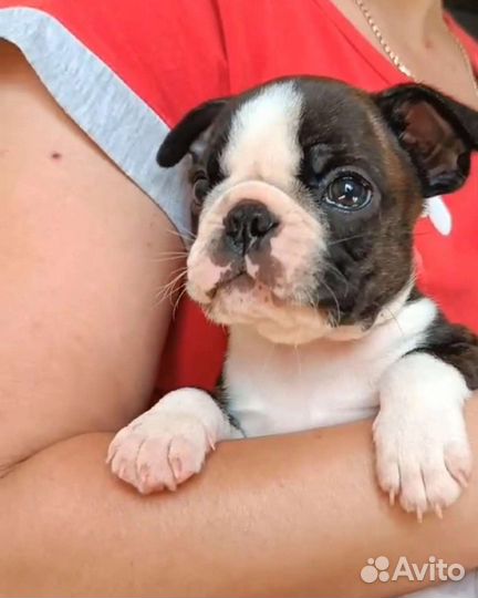 Щенки бостон терьера