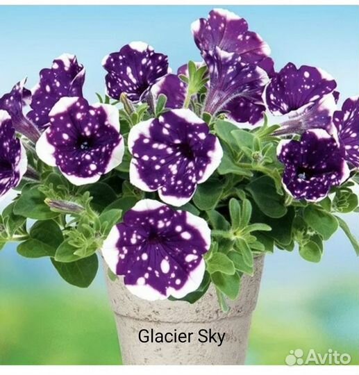 Вегетативная петуния, Тайдал