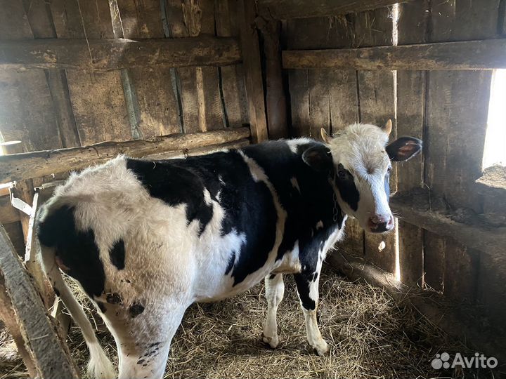 Телка 1.3 года