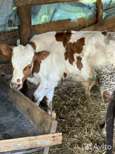 4 Бычка 1 тёлочка