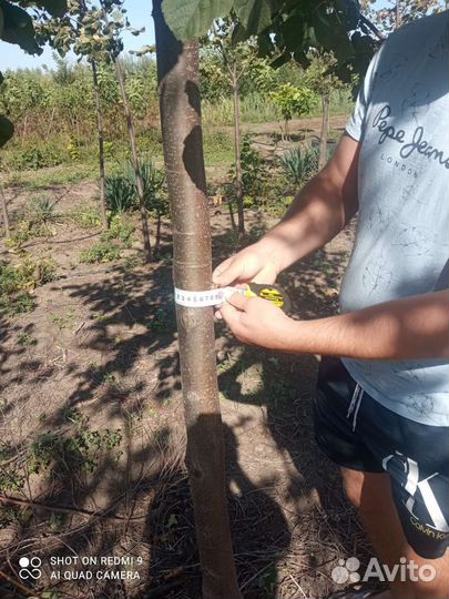 Липа, клён, берёза (саженцы)