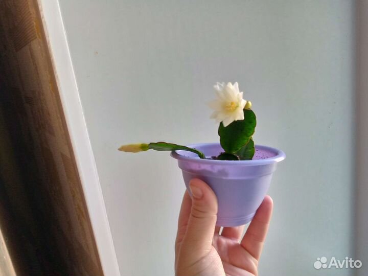 Рипсалидопсис(Белый)