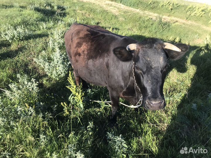 Продаю коров, телята, бычки