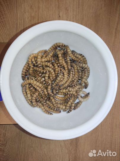 Зофобас (зоофобус, зоофобас ) живой, замороженый