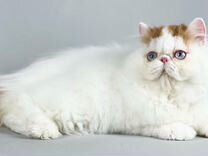 Редкий персидский котик