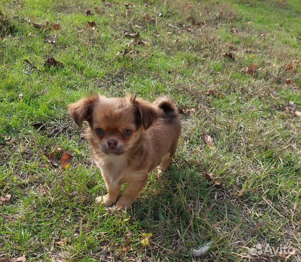 Щенки чихуахуа