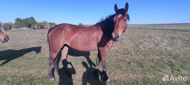 Полукровная лошадь