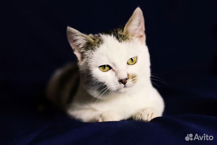 Котенок мальчик в дар