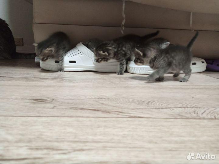 Котята в добрые руки