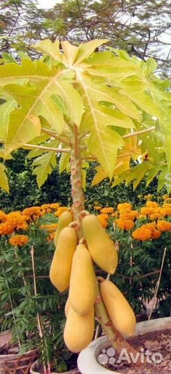 Папайя,манго,авокадо,инжир,фейхоа,банан. сажеженцы