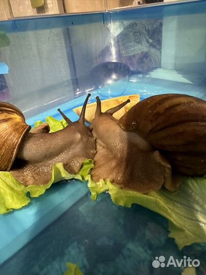 Улитки ахатины