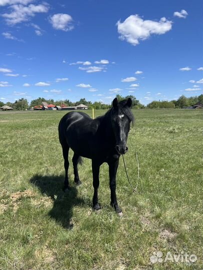 Лошадь Орловской породы