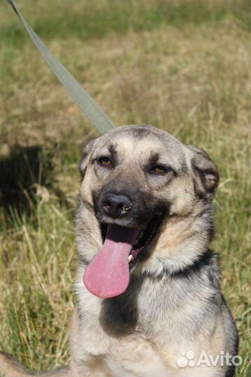 Небольшая дружелюбная собака в дар из приюта