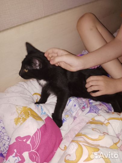 Кошка в дар