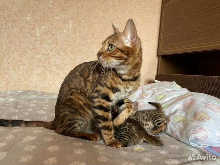 Котята бенгальские