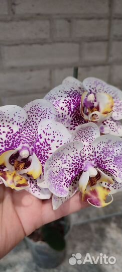 Орхидея фаленопсис