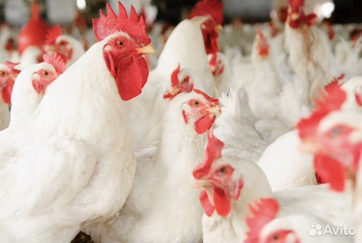 Цыплята бройлеры Арбор Айкрес