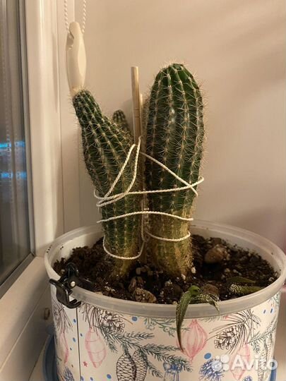 Кактусы, хавортия