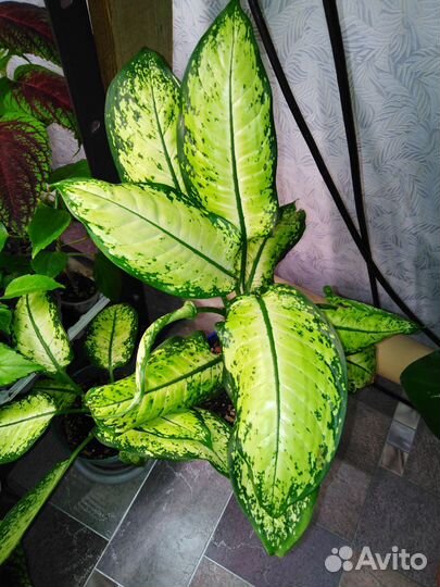 Дифенбахия