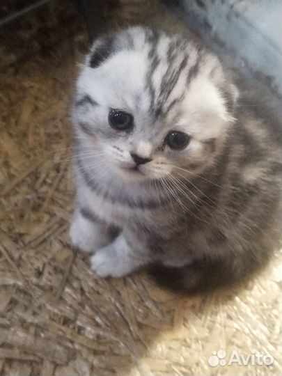 Британские котята