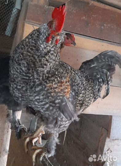 Молодые петухи