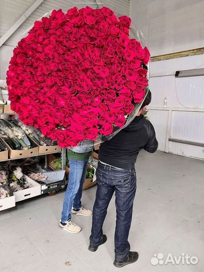 Высокие розы Гигантские розы 110