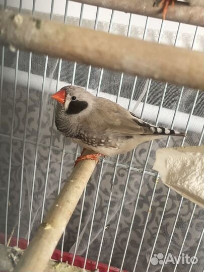 Птенцы зебровой и японской амадины