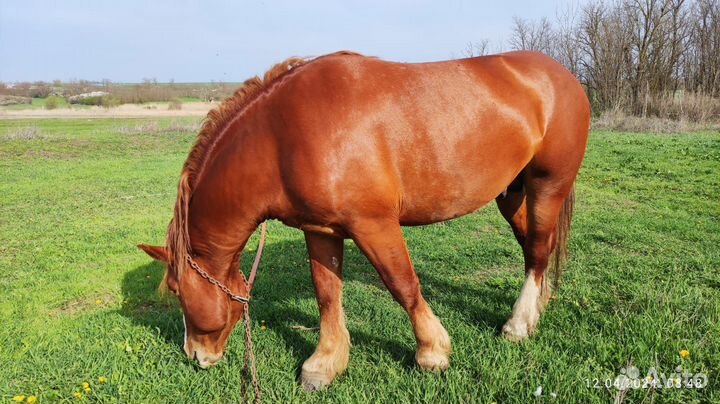 Продажа лошадь жеребец