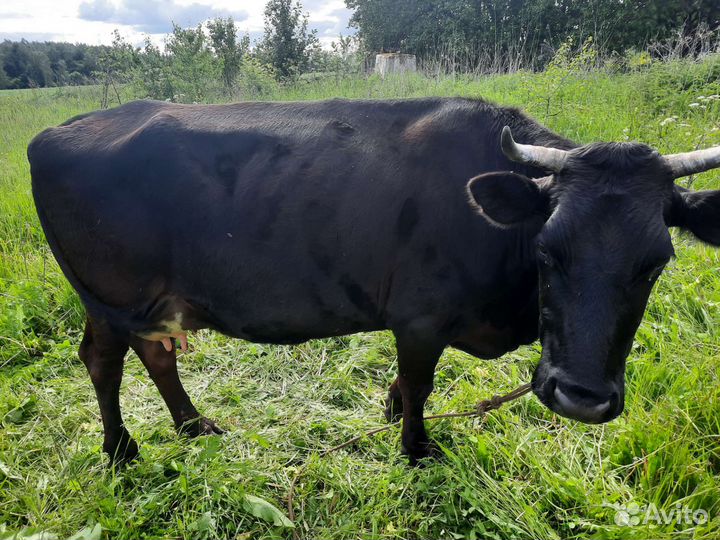 Продажа дойных коров