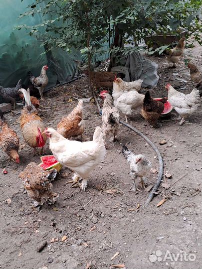 Куры несушки