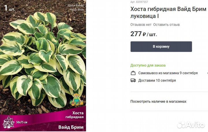 Хосты Вирлвинд, Стриптиз, Вайд Брим, Патриот