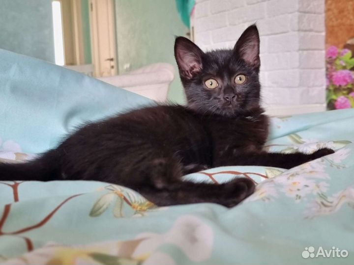 Котята девочки, приучены, в квартиру