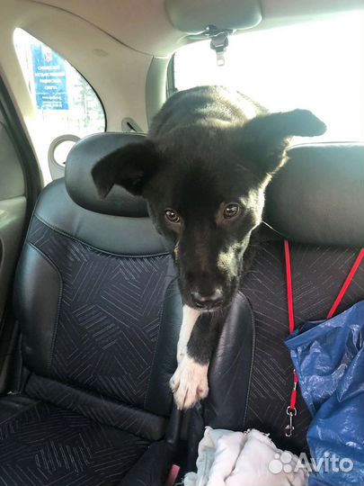 Щенок подрощенный