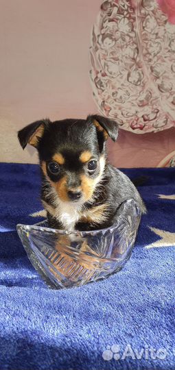 Маленькая собака