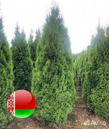 Туя для изгороди