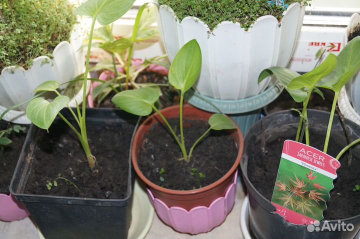 Калла вечнозеленая белая зандеския