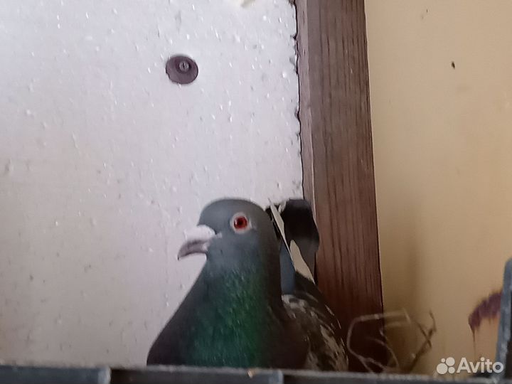 Почтовые голуби