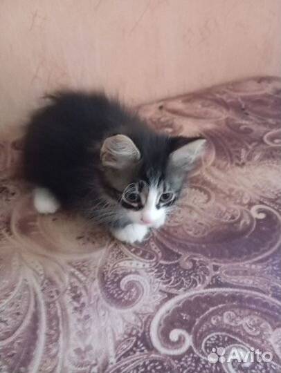 Кошка в дар бесплатно