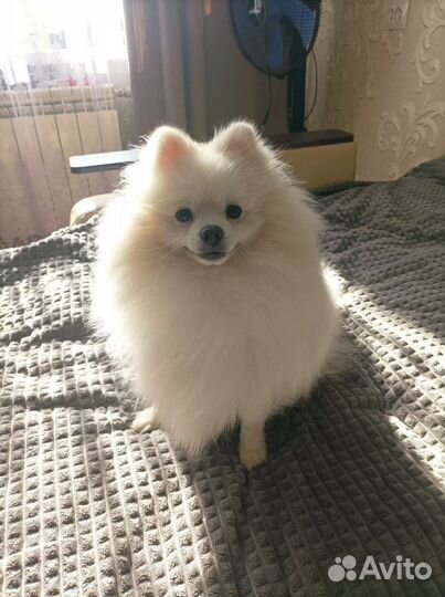 Померанский шпиц вязка кобель