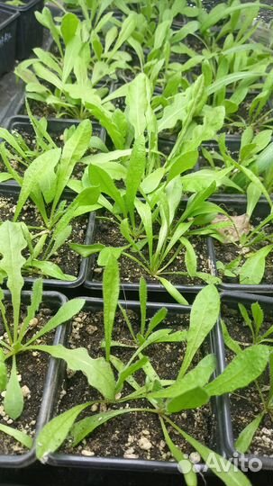 Рассада цветов