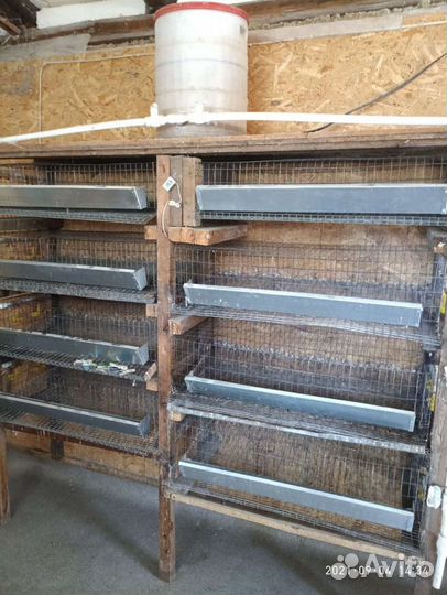 Клетки для перепелов