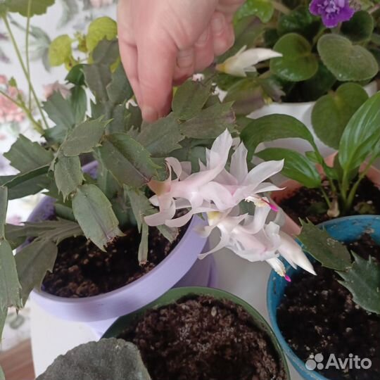 Комнатные цветы