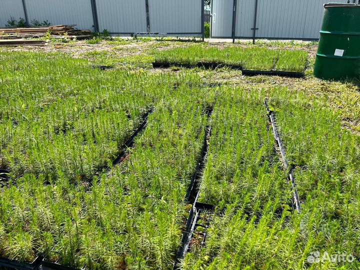 Сеянцы ели зкс от производителя