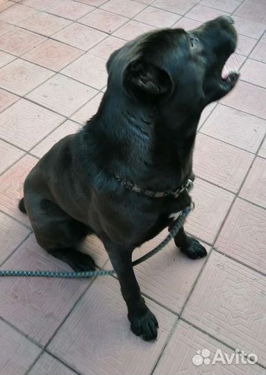 Собака алабай