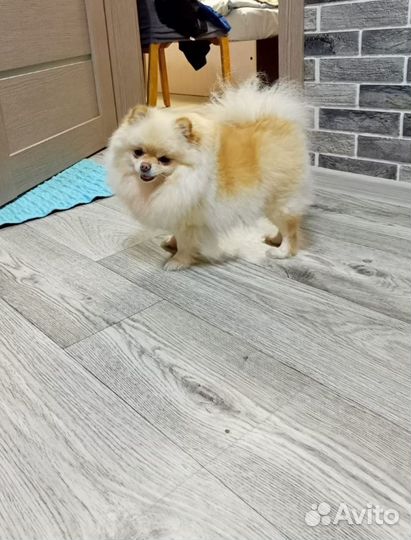 Шпиц (девочка)