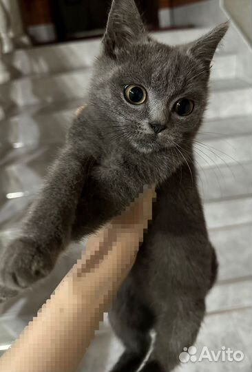 Котенок